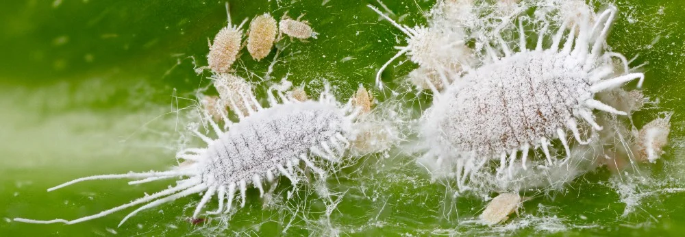 Wollläuse auf einem Blatt